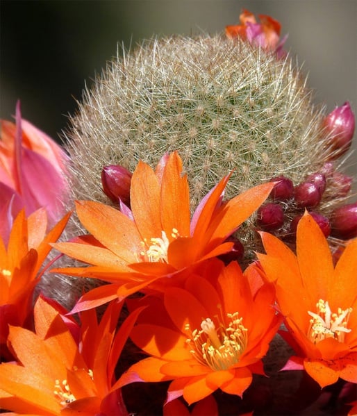 Desert-Cactus